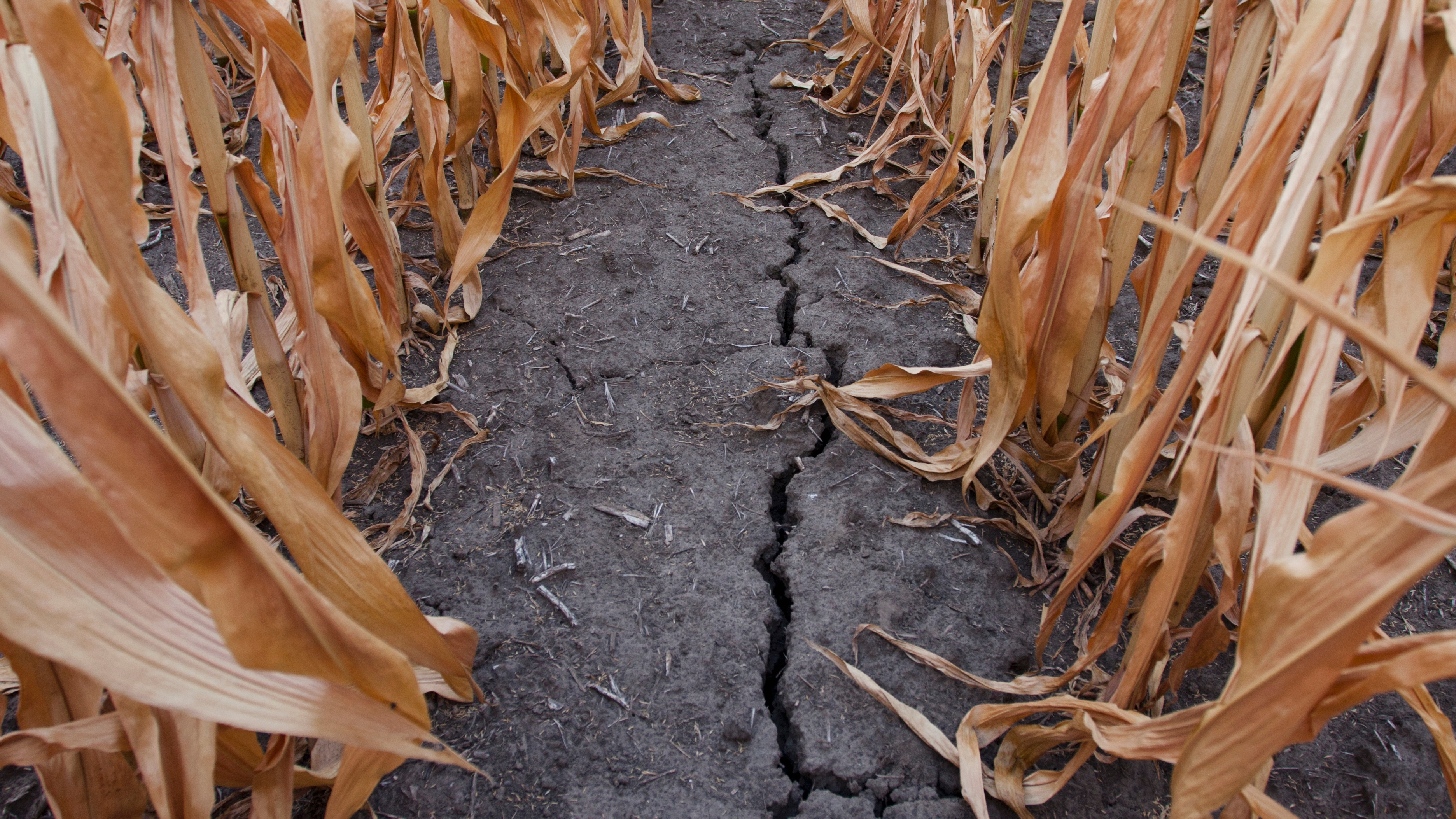 Drought cracked corn field 